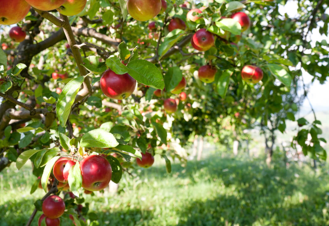 Apple tree branches with red apples