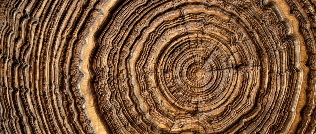 Close up of tree rings
