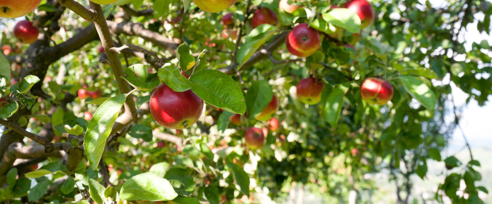 Apple tree branches with red apples