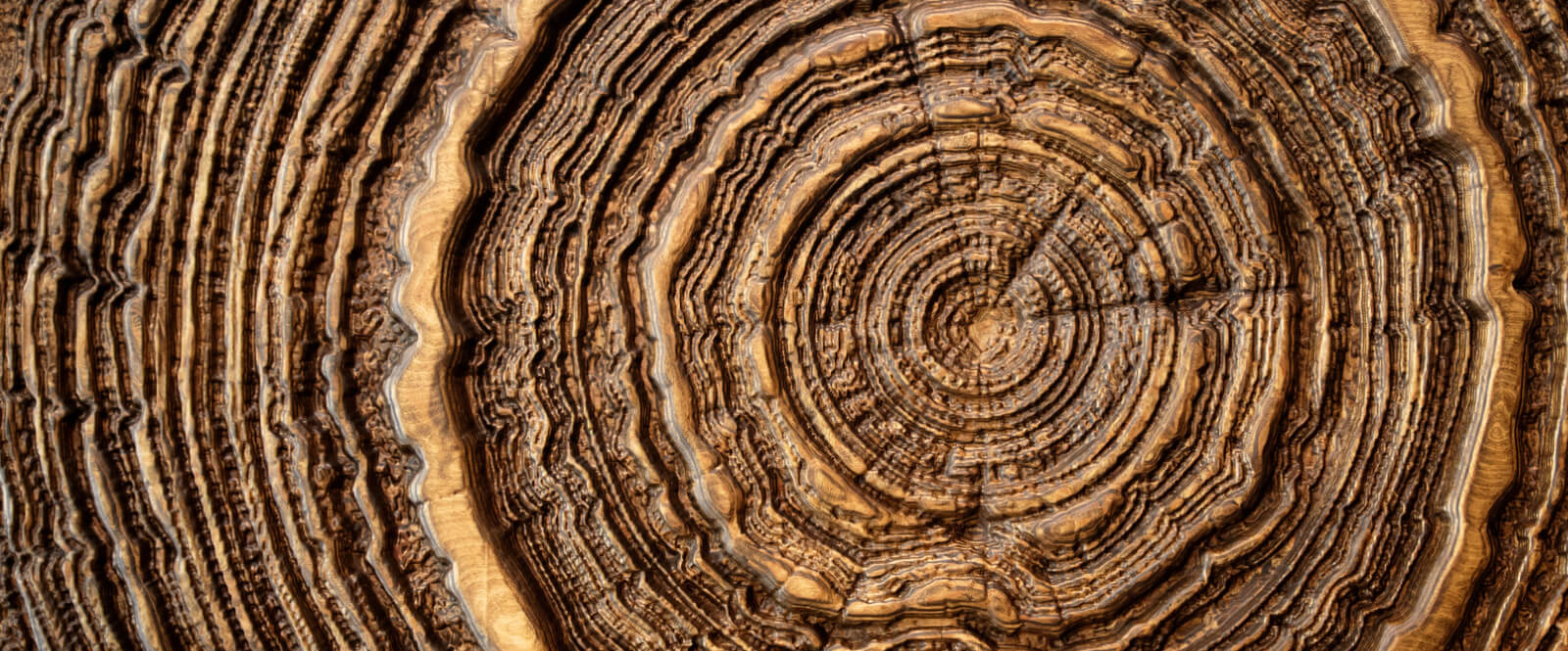 Close up of tree rings